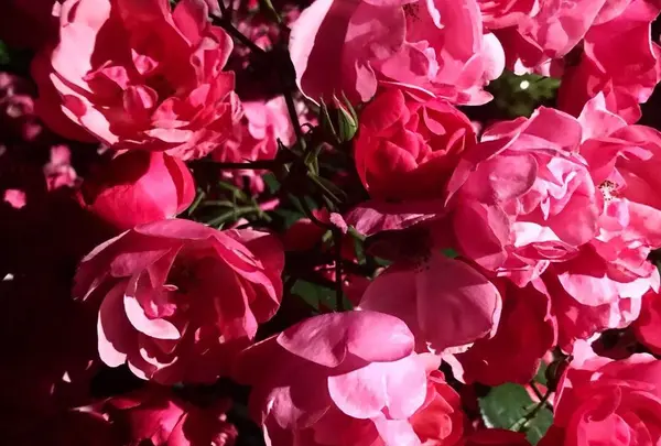 旧古河庭園の写真・動画_image_198128