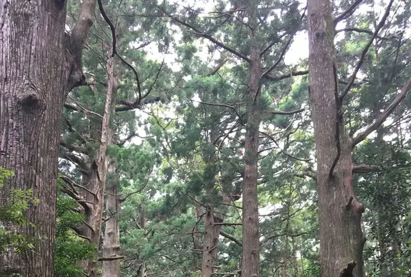 那智の滝の写真・動画_image_198383