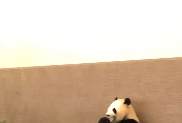 アドベンチャーワールドの写真・動画_image_198385