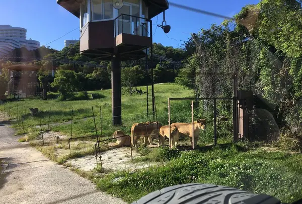 アドベンチャーワールドの写真・動画_image_198392