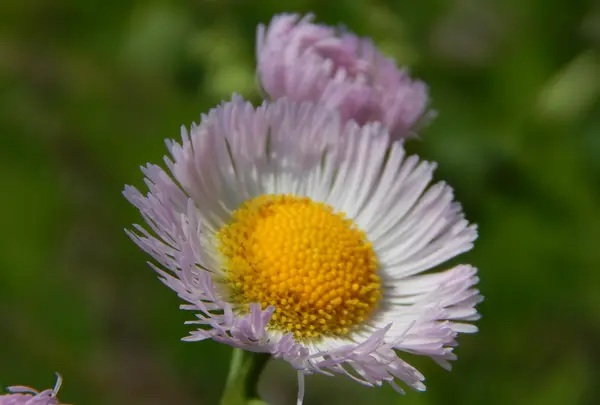 堀江農園～あすかいちご狩りパークの写真・動画_image_198959