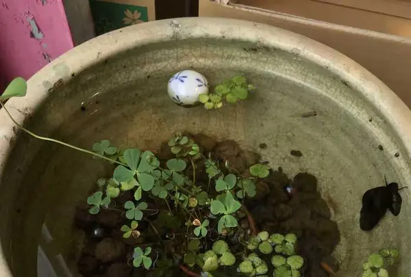 モネの池（名もなき池）の写真・動画_image_199028