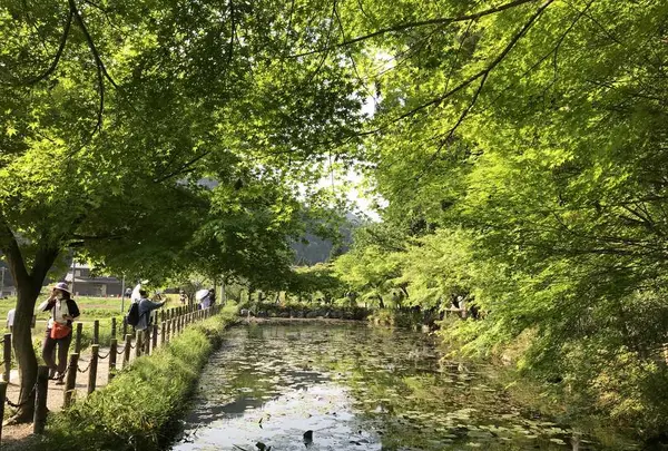 モネの池（名もなき池）の写真・動画_image_199029