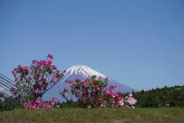 三島スカイウォークの写真・動画_image_199086