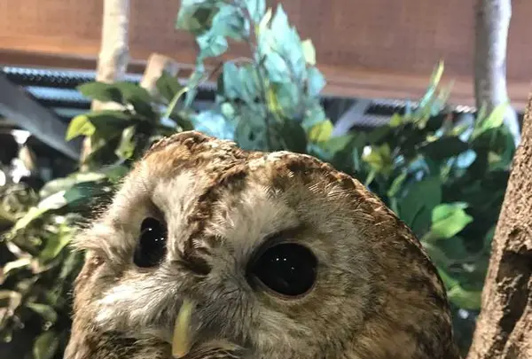 ぬくもりの森の写真・動画_image_199170