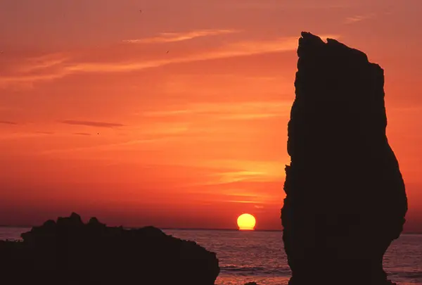 久嶋（孔島）鈴島植物群落の写真・動画_image_199303