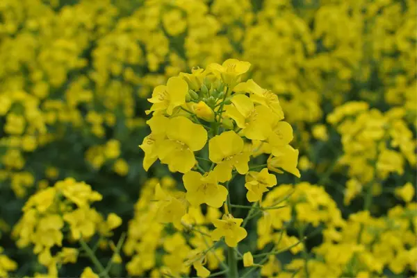 たきかわ菜の花まつりの写真・動画_image_200195