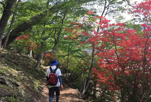 中禅寺湖湖畔遊歩道の写真・動画_image_200217
