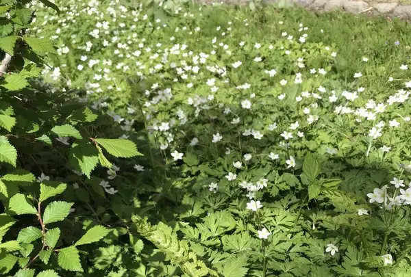 上高地アルペンホテルの写真・動画_image_200763