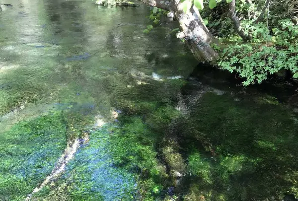 上高地アルペンホテルの写真・動画_image_200765