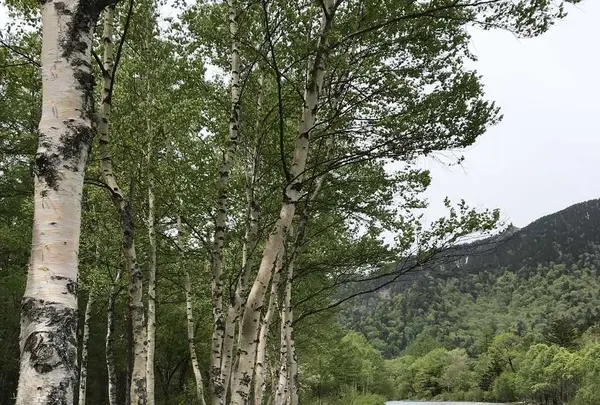 上高地アルペンホテルの写真・動画_image_200769