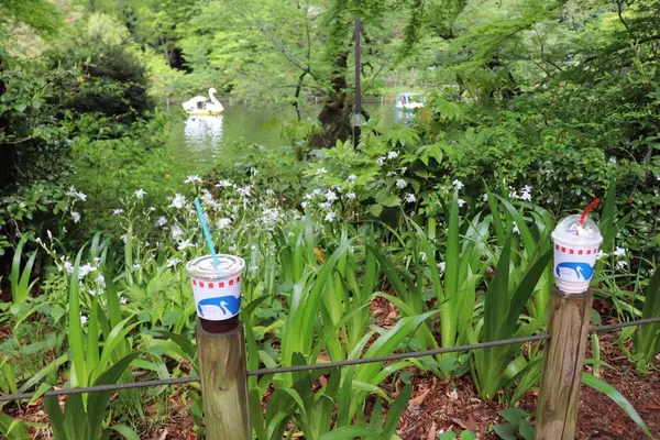 ブルースカイコーヒーの写真・動画_image_201447