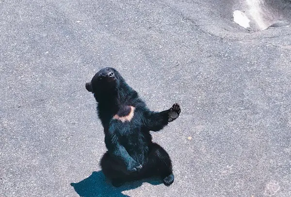 奥飛騨クマ牧場の写真・動画_image_201822