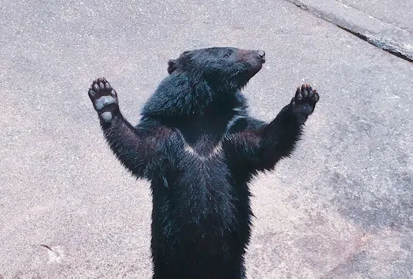 奥飛騨クマ牧場の写真・動画_image_201823
