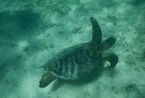 シギラビーチの写真・動画_image_202093