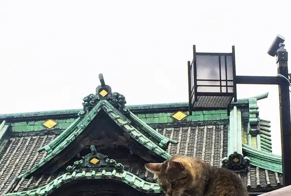 題経寺（柴又帝釈天）の写真・動画_image_202147