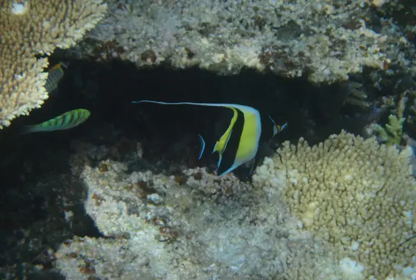 八重干瀬の写真・動画_image_202223