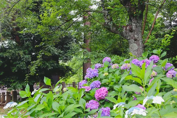 東勝寺宗吾霊堂の写真・動画_image_202399