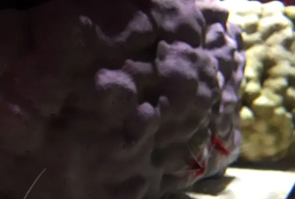 NIFREL（ニフレル）の写真・動画_image_202588