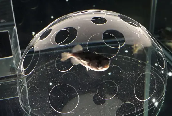 NIFREL（ニフレル）の写真・動画_image_202590