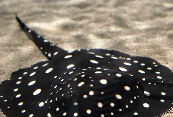 NIFREL（ニフレル）の写真・動画_image_202591