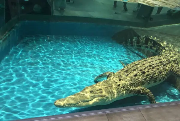 NIFREL（ニフレル）の写真・動画_image_202592