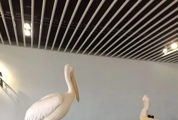 NIFREL（ニフレル）の写真・動画_image_202600