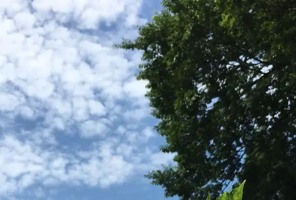 六條八幡宮の写真・動画_image_202605