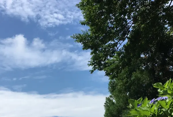 六條八幡宮の写真・動画_image_202606