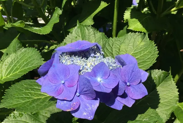 あじさい街道の写真・動画_image_202609