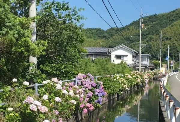 あじさい街道の写真・動画_image_202610
