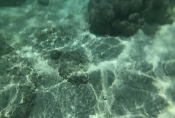 新城海岸の写真・動画_image_202716