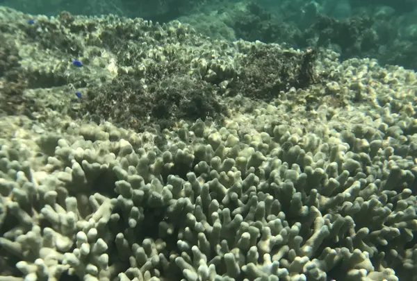 新城海岸の写真・動画_image_202717