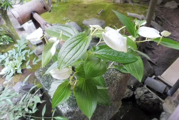 興臨院の写真・動画_image_202749