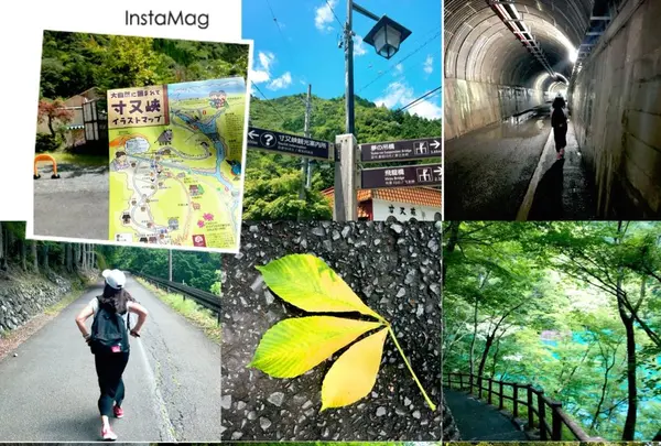 夢の吊橋の写真・動画_image_203420