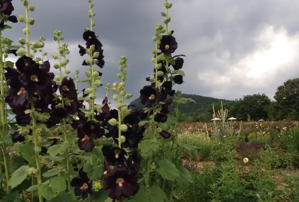 そらの花畑 世羅高原花の森の写真・動画_image_203664