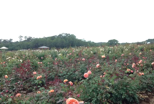 そらの花畑 世羅高原花の森の写真・動画_image_203665