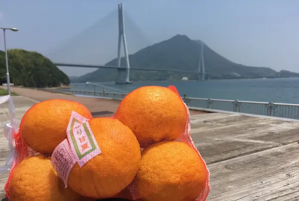 大三島の写真・動画_image_203830