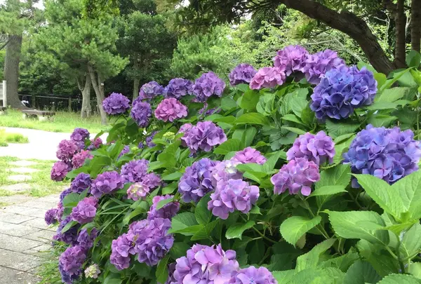 稲村ケ崎海浜公園の写真・動画_image_204006