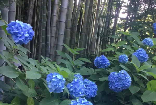 明月院（あじさい寺）の写真・動画_image_204010