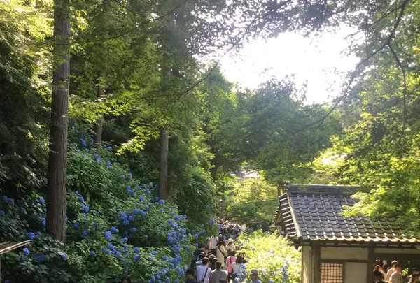 明月院（あじさい寺）の写真・動画_image_204012