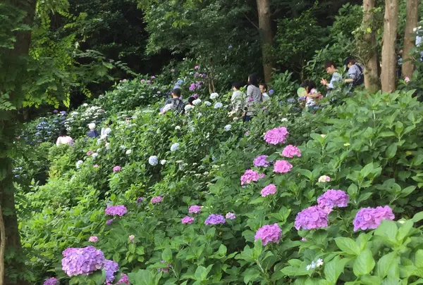 長谷寺の写真・動画_image_204014