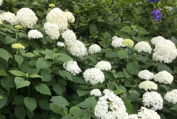 長谷寺の写真・動画_image_204020