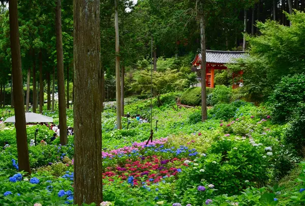 三室戸寺の写真・動画_image_204063