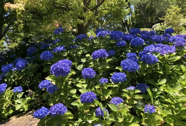 国営明石海峡公園の写真・動画_image_204096