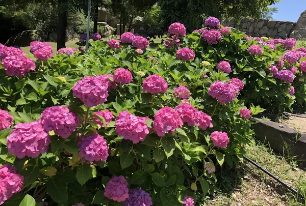 国営明石海峡公園の写真・動画_image_204097