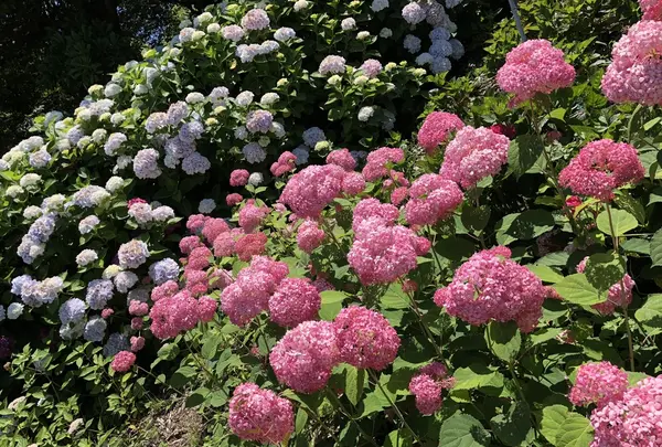 国営明石海峡公園の写真・動画_image_204100