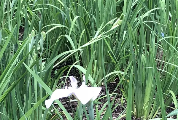 智光山公園花菖蒲の写真・動画_image_204391