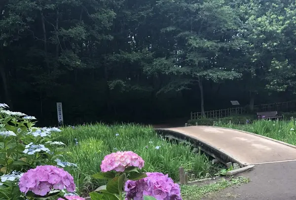 智光山公園花菖蒲の写真・動画_image_204394