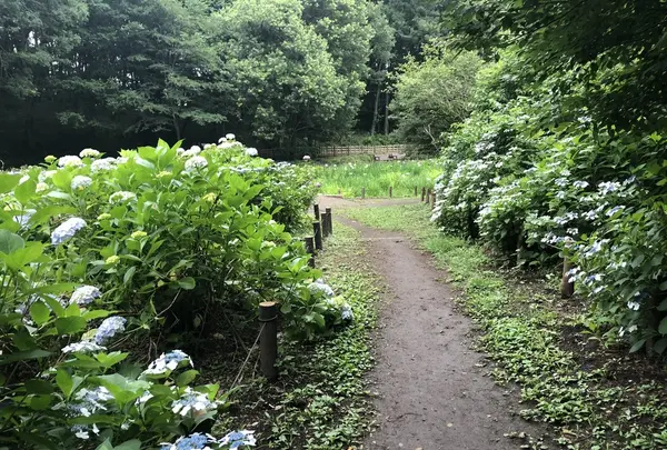 智光山公園花菖蒲の写真・動画_image_204395